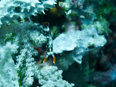 Lined Nembrotha