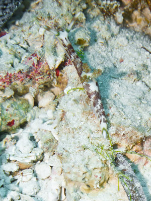 Lined Nembrotha