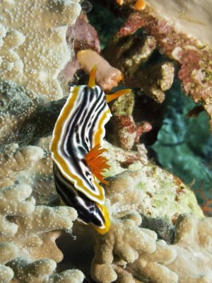 Magnificent Chromodoris