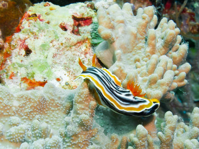 Magnificent Chromodoris