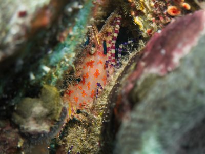 Marbled Shrimp