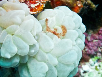 Orangutan Crab