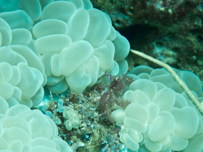 Orangutan crab