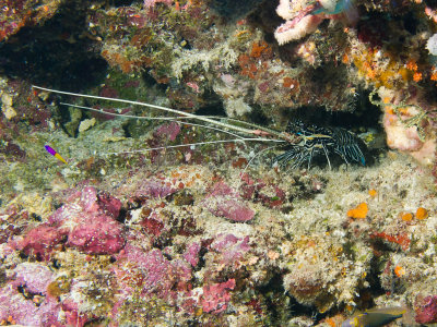 Painted Spiny Lobster