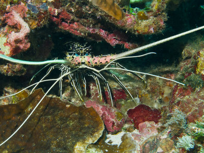 Painted Spiny Lobster