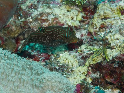 Papuan Toby