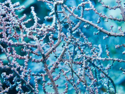 Pigmy seahorse