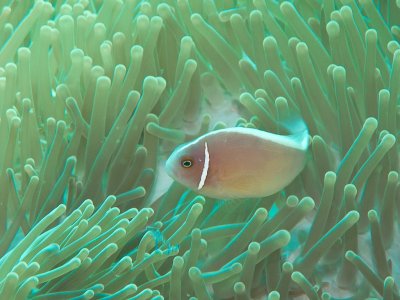 Pink Anemonefish