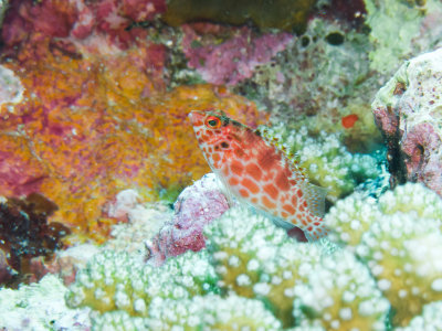 Pixy Hawkfish