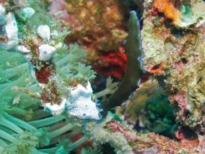 Pseudoceros sp