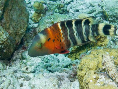Redbreast Wrasse