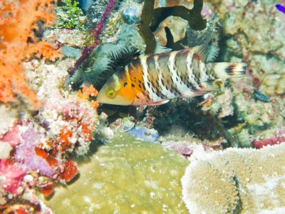 Redbreasted Wrasse