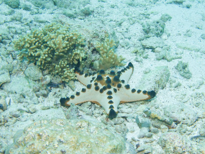 Rhino Sea Star