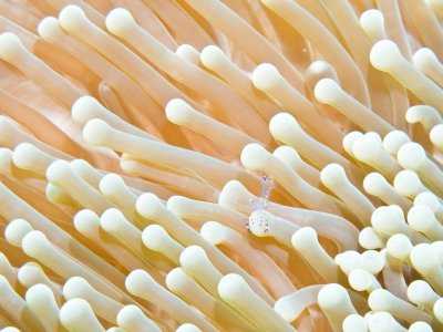 Sarasvati Anemone Shrimp