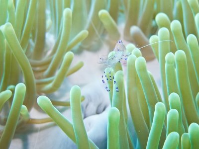 Sarasvati anemone shrimp