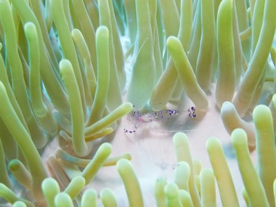 Sarasvati anemone shrimp