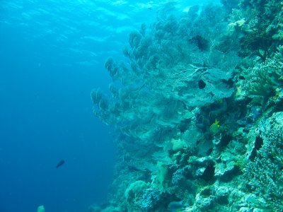Sea fans