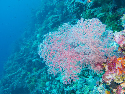 Soft Coral Fan