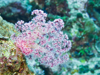 Soft Coral