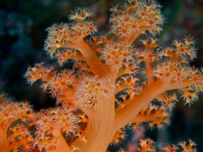 Soft coral