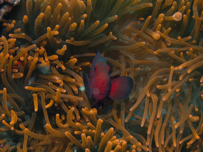 Spinecheek Anemonefish