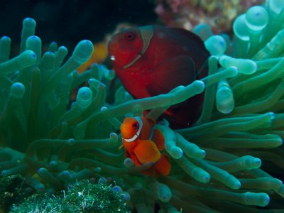 Spinecheek Anemonefish