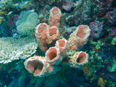 Sponge