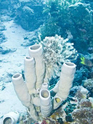 Sponge