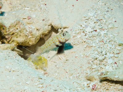 Spotted Shrimpgoby e Alpheus Ochrostriatus
