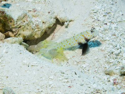 Spotted Shrimpgoby e Alpheus Ochrostriatus