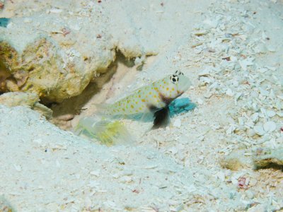 Spotted Shrimpgoby e Alpheus Ochrostriatus