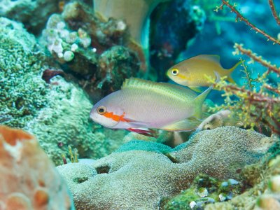 Threadfin Anthias