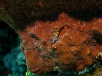 Three lined blenny