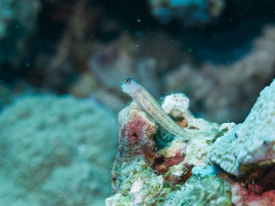 Three lined blenny