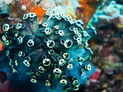 Tunicate