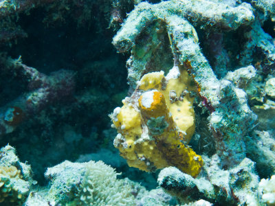 Warty frogfish