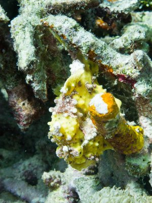 Warty frogfish