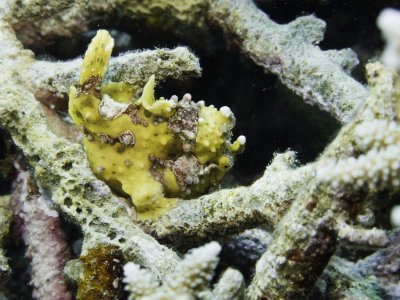 Warty frogfish