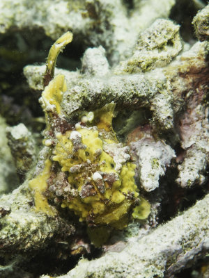 Warty frogfish