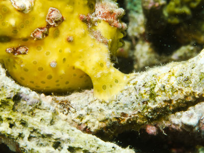 Warty frogfish