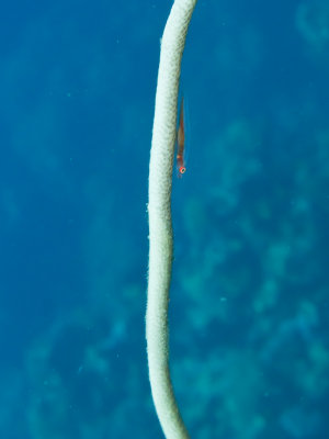 Whip coral goby