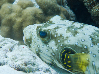 White spotted Puffer