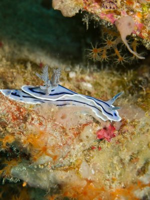 Willan's Chromodoris