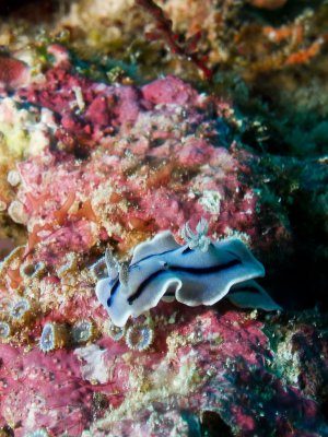 Willan's Chromodoris