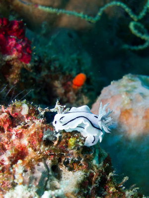Willan's Chromodoris