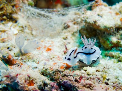 Willan's Chromodoris