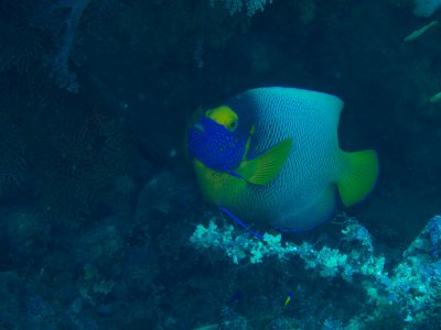 Yellow-mask Angelfish