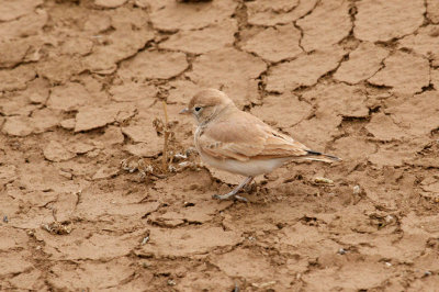 Bar-tailed lark