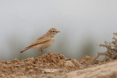 Bar-tailed lark