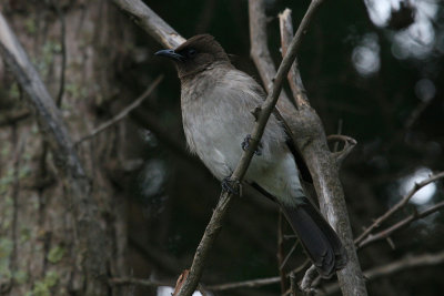 Common bulbul
